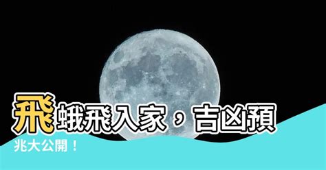 飛蛾 象徵|【飛蛾 象徵】飛蛾象徵大解密：家中飛蛾成羣飛舞的吉凶預兆